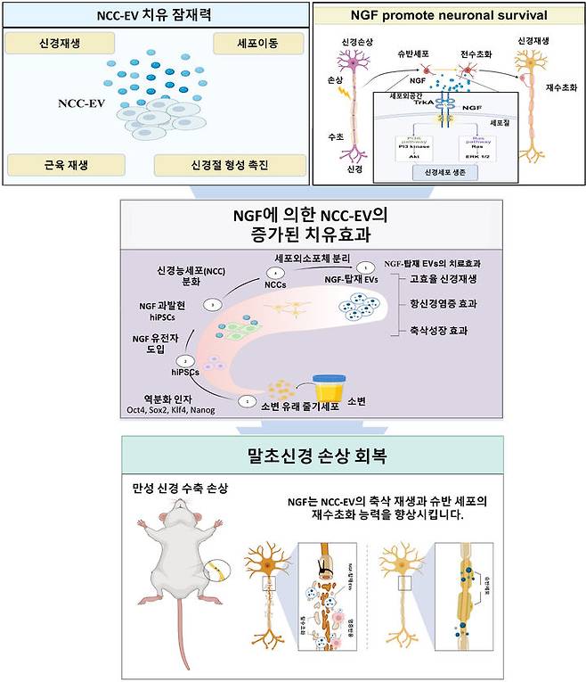 건국대 조쌍구 교수 연구팀 연구 개요. (사진=건국대 제공) *재판매 및 DB 금지