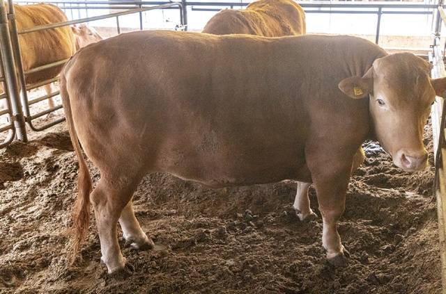 출하를 앞둔 비육우. 1t 이상의 슈퍼 한우다. 자가 TMF 급여 후 이 같은 슈퍼 한우가 자주 출현하고 있다.