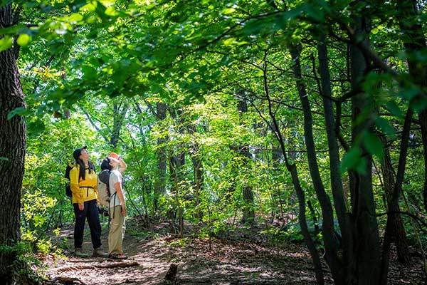 들머리에 들어서자마자 초록 세상이다. 고개를 들어 빛이 내리쬐는 쪽을 바라본다.
