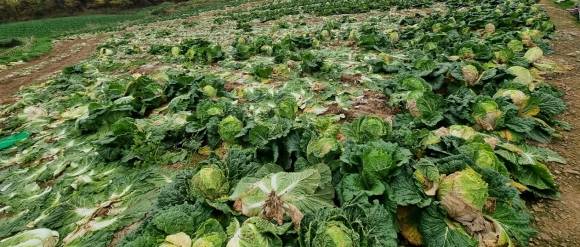 해남지역에서 이상기후로 발생한 봄배추 ‘추대(抽苔)’ 현상이 자연재해로 인정돼 농가 보상이 이뤄진다.