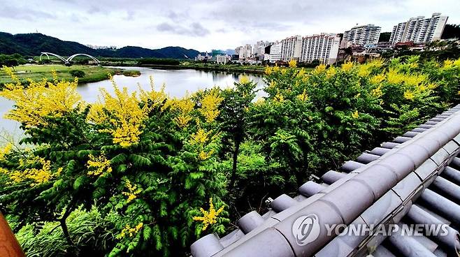 울산 태화루 절벽 앞 모감주나무꽃 [울산시 제공. 재판매 및 DB 금지]