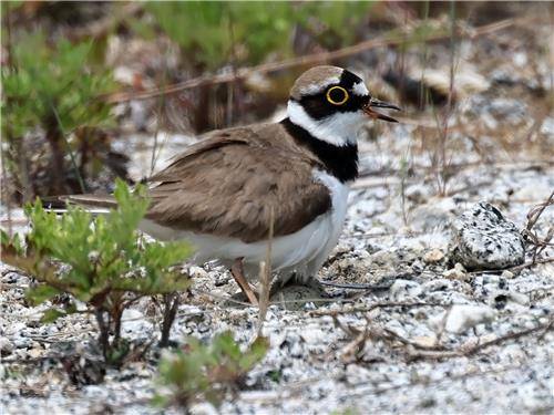 자갈밭 주차장에서 포란 중인 꼬마물떼새 [촬영 유형재]