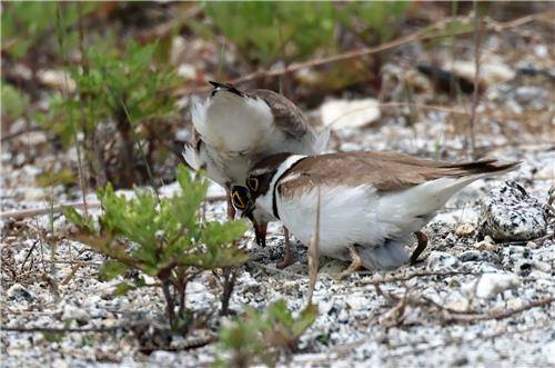 둥지에서 교대하는 다정한 꼬마물떼새 부부 [촬영 유형재]