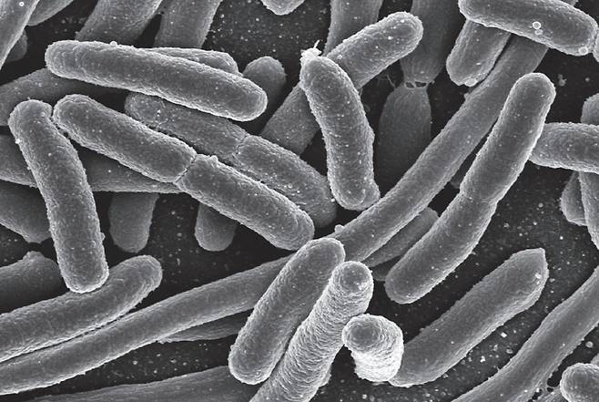 대장균 사진 출처 : 나무위키