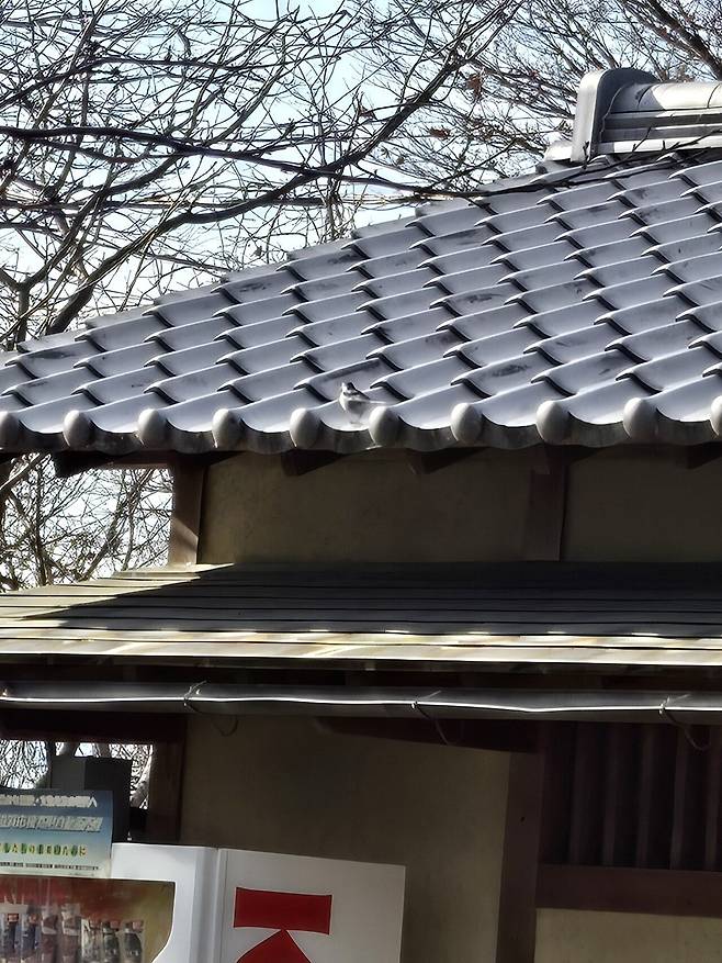 일본 랜트카 여행 59일 19일차, 20일차, 21일차 루트