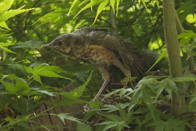 날기 전에 몸을 풀고 있다. 설레는 첫 비행이다.