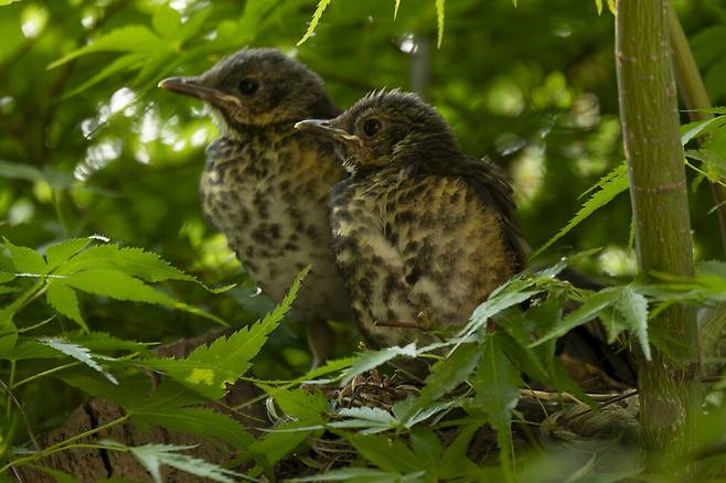 이어서 다른 되지빠귀 새끼들도 둥지에 올라섰다. 둥지를 떠날 참이다.