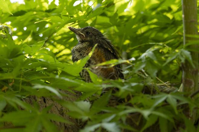 용기가 부족해 둥지에 홀로 남은 어린 되지빠귀.