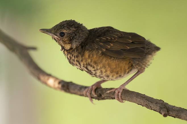 첫 번째로 둥지에서 나온 되지빠귀 새끼가 나뭇가지에 안착했다. 긴 다리에 짧은 꼬리를 가졌다.