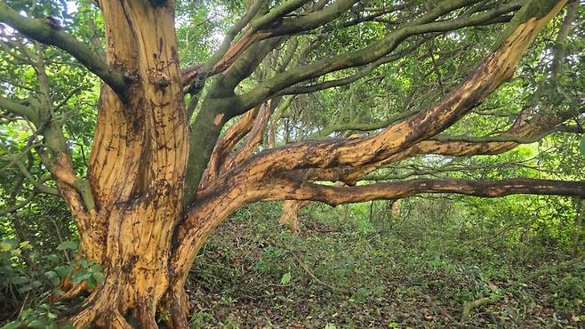 어제(16일) 서귀포시 표선면 성읍리의 한 임야에서 발견된 박피된 후박나무 (제주자연의벗 제공)