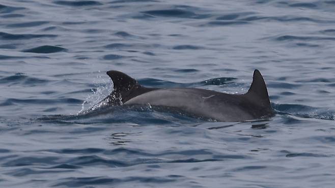 등지느러미에 낚시줄이 얽힌 채 유영 중인 제주 남방큰돌고래. 이 개체는 더이상 제주 연안에서 발견되지 않는 것으로 보아 죽은 것으로 추정된다. (핫핑크돌고래 제공)