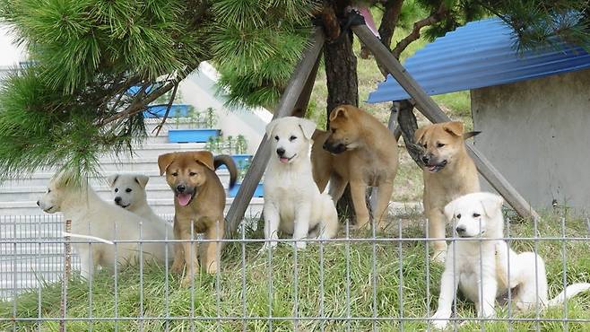 진돗개 (사진, 국가유산청)