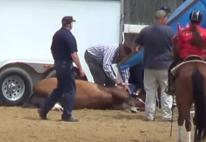 언더태크쇼에서 부상을 당한 말이 안락사되고 있다.[PETA 홈페이지 갈무리]