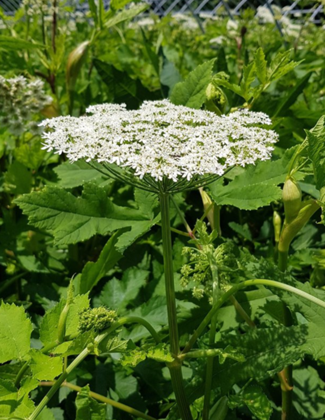 어수리. 국립산림과학원