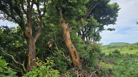 서귀포시 표선면 성읍리 한 임야에 후박나무들이 불법으로 박피된 현장. 제주자연의벗 제공