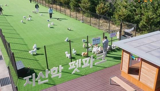 국내 최초로 대학 캠퍼스에 조성된 ‘부산시 지산학 펫파크’에서 반려동물들이 뛰어놀고 있다. 부산시 제공