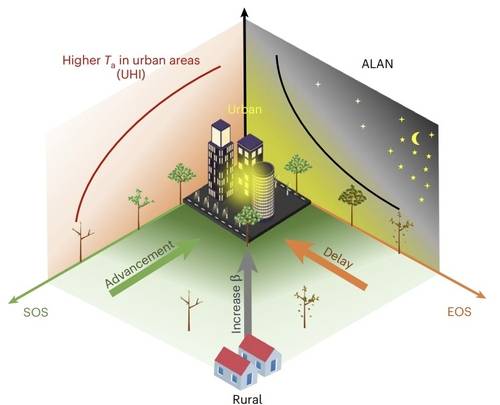 야간 인공조명과 도시열섬 현상으로 인한 식생의 계절성 변화  야간 인공조명(ALAN)과 도시열섬(UHI) 현상은 식생의 계절성 변화에 영향을 미친다. 농촌에서 도시 지경으로 갈수록 인공조명이 급격히 증가하고 이는 열섬현상으로 인한 기온 상승과 함께 도시 식물의 생장 시작 시점(SOS)을 앞당기고 생장 종료 시점(EOS)을 늦추는 것으로 나타났다. [Nature Cities / Lin Meng et al. 제공. 재판매 및 DB 금지]