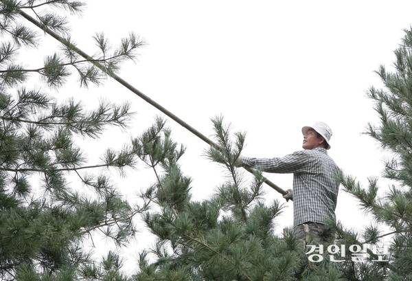 가평 잣을 수확하는 모습. /가평군 제공