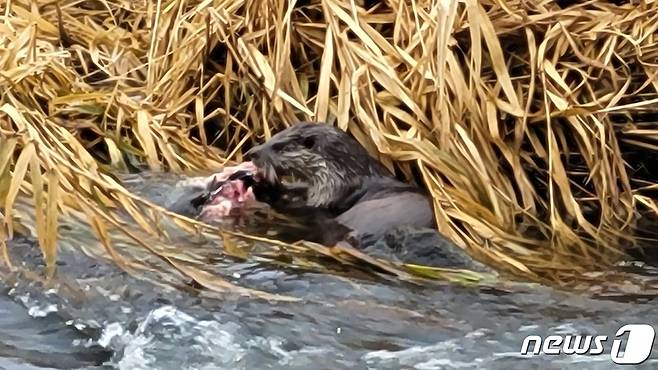 사냥하는 수달.(광주환경운동연합 제공)/뉴스1