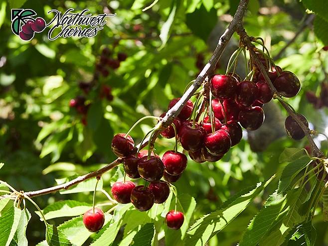 사진=미국북서부체리 제공