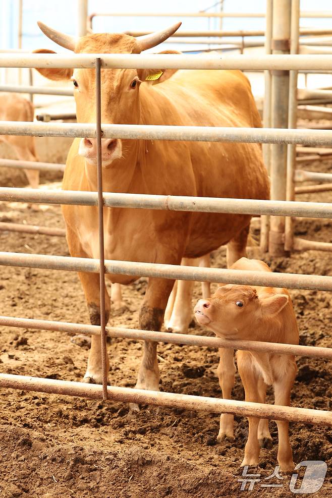 12일 전남 영암군 신북면 한 한우농가에서 소들이 축사를 거닐고 있다. (사진은 기사 내용과 무관함) 2024.6.12/뉴스1 ⓒ News1 김태성 기자