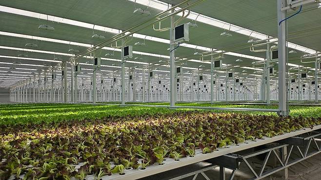 우듬지팜의 ‘유럽형 채소 온실’. /우듬지팜 제공