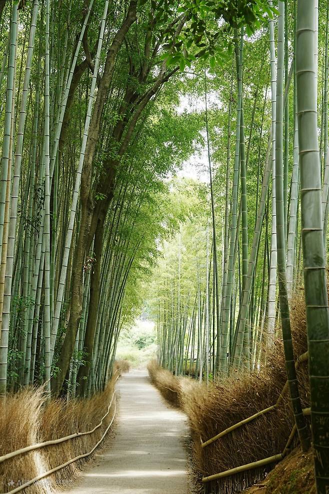 DSC03330(1).jpg (스압) 간사이 여행 사진