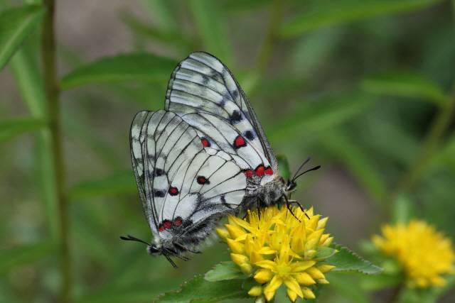 ▲ 붉은점모시나비
