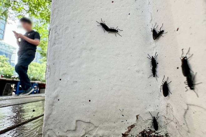 지난해 여름 서울 도심에 출몰한 러브버그의 모습. /사진=뉴스1