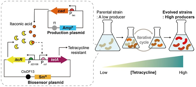 바이오센서(회색 점선 안)가 삽입된 대장균. 마치 전자회로의 if-then 조건문처럼 이탄콘산을 잘 만드는 대장균만 항생제 내성을 갖도록 설계됐다.[UNIST 제공]