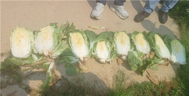 추대 피해를 본 전남 해남지역 배추. 연합뉴스