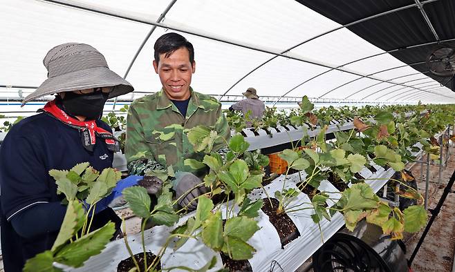 전북 임실군 한 농가 비닐하우스에서 외국인 계절근로자들이 딸기 모종을 이식하는 작업을 하고 있다. 임실군 제공