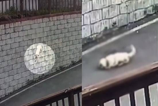 경기 여주시의 한 주택에서 누군가가 휘두른 둔기에 얼굴을 크게 다친 백구가 담벼락에서 도로 위로 떨어져 고통스러운 듯 몸부림치고 있다. 자료 : 채널A