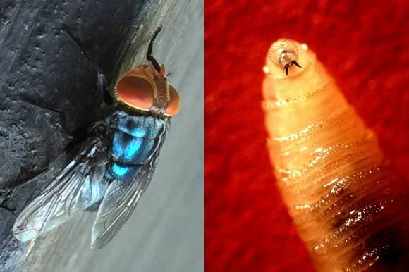 살아있는 동물의 살을 파먹는 기생파리 ‘코클리오미아 호미니보락스’(Cochliomyia hominivorax)와 그 유충. 일명 ‘신대륙 나사벌레’라고도 불린다. 텍사스 A&M대학·위키피디아