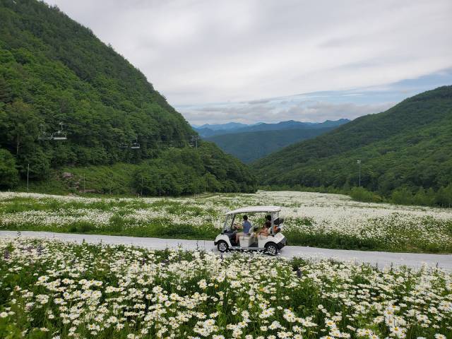강원랜드 하이원리조트에서 샤스타데이지 군락지 카트 투어를 즐기는 관광객들. 사진 제공=강원랜드