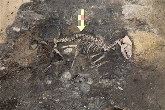 경주 월성 남성벽 부근에서 발견된 개 모습  [국립경주문화유산연구소 제공. 재판매 및 DB 금지]