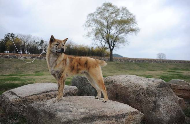 천연기념물 '경주개 동경이' 호구 [국가유산청 국가유산포털 제공. 재판매 및 DB 금지]
