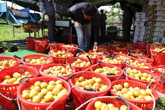 수확한 살구 [촬영 박세진]
