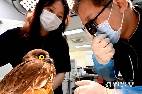 김도현 수의사가 진료실에서 솔부엉이(천연기념물 제324-3호)를 진료하고 있다. 사진/김용국기자 yong@kyeongin.com