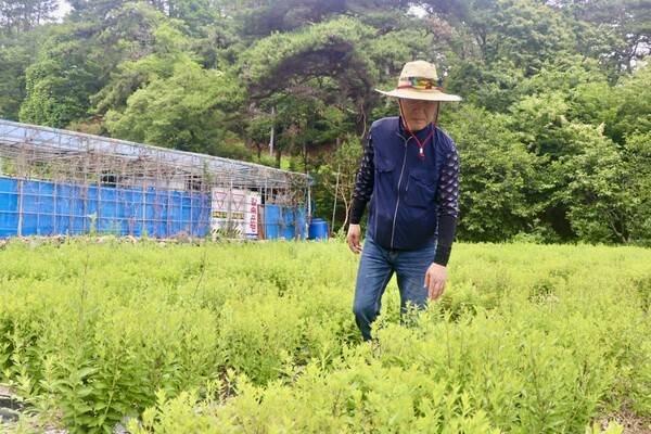 김걸환 씨가 밭에서 약용도라지 생육상태를 살피고 있다. /이현희 기자