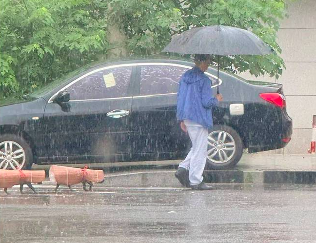 우비입은 강아지들이 주인의 뒤를 따르고 있다. 에펨코리아