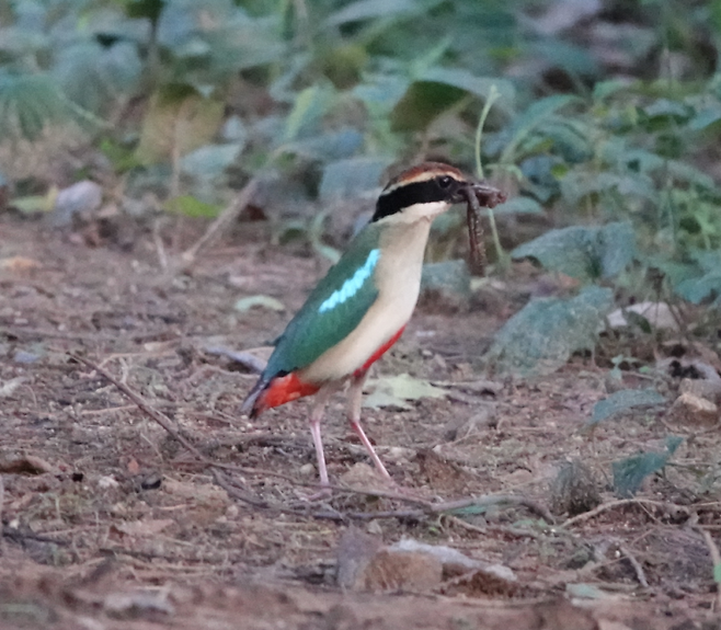 멸종위기 야생생물 2급이자 천연기념물 제204호인 팔색조. 광주도시새동시센서스 시민조사팀 진혜숙 제공