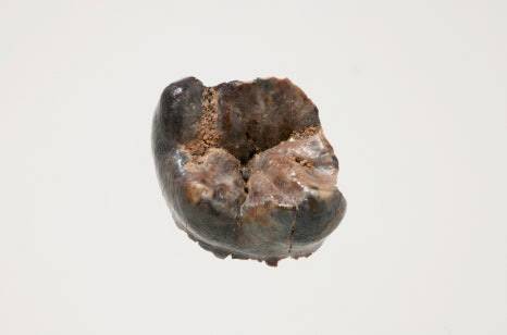 웅진시대 왕이었던 백제 23대 삼근왕의 것으로 추정되는 어금니.