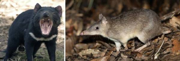 태즈메이니아 데빌과 반디쿠트