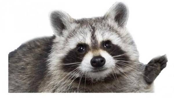 너굴맨이 지켜줄테니 모두 안심하라구!!