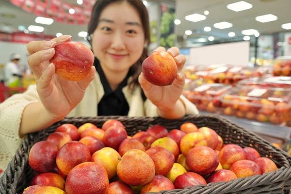 롯데마트 제타플렉스 서울역점에서 모델이 상생 천도복숭아를 소개하고 있다.  롯데마트 제공