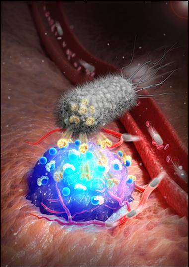 종양에 스트렙트아비딘을 분비해 암 위치를 형광으로 표시하는 박테리아 조영플랫폼. KIST 제공