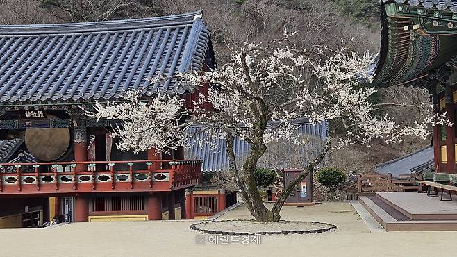 3월에 핀 종고루 옆 하얀 매화