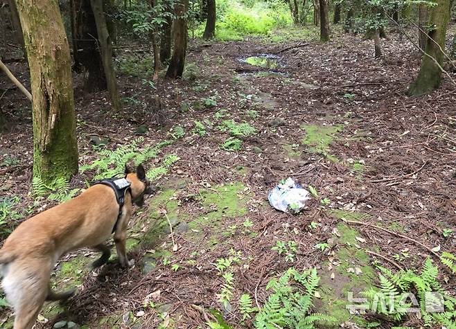 [제주=뉴시스] 제주경찰청 경찰견이 19일 오전 제주 서귀포시 색달동에서 실종된 80대 고사리객을 수색하고 있다. (사진=제주경찰청 제공) 2025.06.19. photo@newsis.com