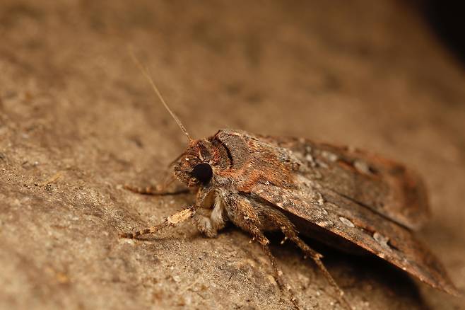 호주 보공나방 호주 보공나방(Bogong moth, Agrotis infusa) [Dr. Ajay Narendra(Macquarie University)]